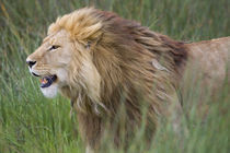 Side profile of a lion in a forest von Panoramic Images