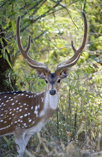 Spotted deer (Axis axis) in a forest, Kanha National Park, Madhya Pradesh, India von Panoramic Images