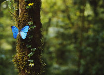 Close-up of a Blue Morpho butterfly (Morpho menelaus) on a tree von Panoramic Images