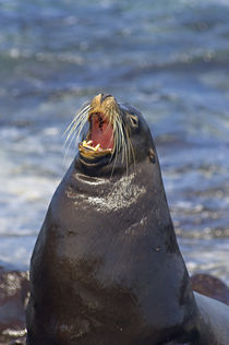 Galapagos sea lion (Zalophus wollebaeki) on the beach by Panoramic Images