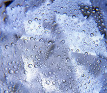 Kaleidoscopic pattern in purple, lavender and white with water droplets von Panoramic Images