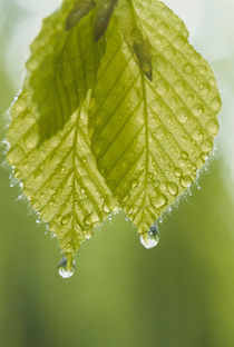 Dew drops on leaves by Panoramic Images