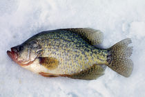 Caught crappie fish on snow, New York, USA. by Panoramic Images
