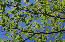 Leaves on branches von Panoramic Images