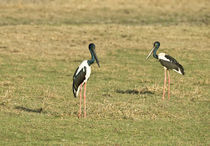 Close-up of two Black-Necked storks (Ephippiorhynchus asiaticus) by Panoramic Images