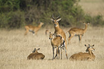 Ugandan kobs (Kobus kob thomasi) mating behavior sequence by Panoramic Images