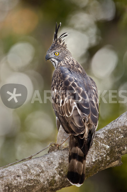 Changeable Hawk Eagle Nisaetus Cirrhatus Perching On Tree Picture Art Prints And Posters By Panoramic Images Artflakes Com