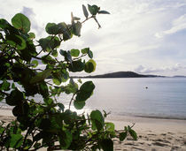 US Virgin Islands, St. John, Gibney's Beach, Seagrape tree on the beach by Panoramic Images