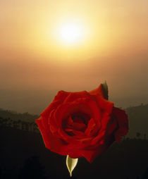 Close up of red rose  by Panoramic Images