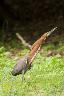 Rufescent Tiger heron (Tigrisoma lineatum) in a field von Panoramic Images
