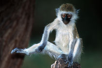 Vervet Monkey Kenya Africa von Panoramic Images