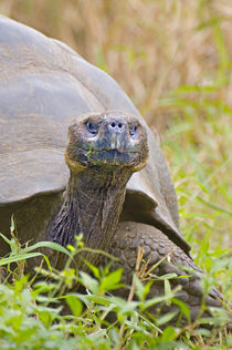 Close-up of a Galapagos Giant tortoise (Geochelone nigra) von Panoramic Images