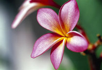 Close-up of a frangipani (Plumeria) flower by Panoramic Images