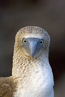 Close-up of a Blue-Footed booby (Sula nebouxii), Galapagos Islands, Ecuador von Panoramic Images