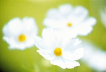 Close-up of white cosmos flowers von Panoramic Images