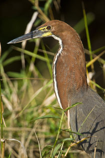 Close-up of a Rufescent Tiger heron (Tigrisoma lineatum) by Panoramic Images