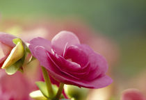 Close-up of wild roses by Panoramic Images