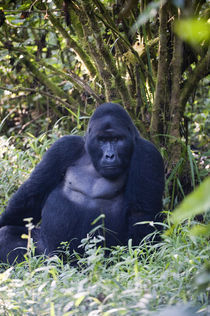 Mountain gorilla (Gorilla beringei beringei) in a forest von Panoramic Images
