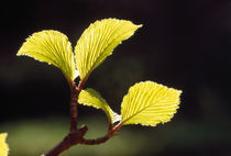 Close-up of leaves by Panoramic Images