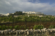 Vineyard on a landscape and a town in the background, Locorotondo, Apulia, Italy by Panoramic Images