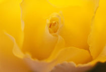 Close-up of a yellow rose von Panoramic Images