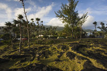 Trees in a field, Le Souffleur d'Arbonne, Le Baril, Reunion Island by Panoramic Images
