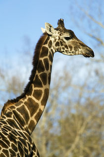 Giraffe (Giraffa camelopardalis), portrait profile. by Panoramic Images