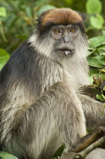 Close-up of a Red Colobus monkey, Kibale National Park, Uganda by Panoramic Images