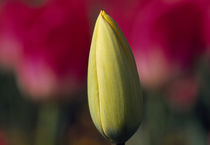 Close-up of a tulip bud von Panoramic Images