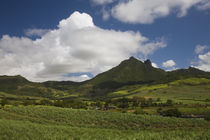 Sugar cane crop with mountains in the background, Bambous Virieux, Mauritius by Panoramic Images