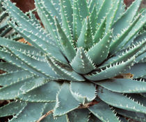 Close-up of a cactus plant by Panoramic Images