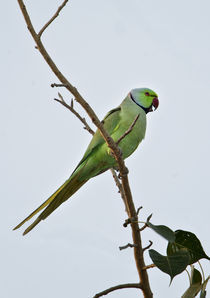 Low angle view of a Rose-Ringed parakeet  von Panoramic Images