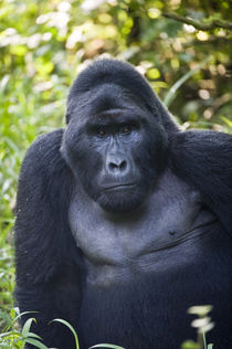 Close-up of a Mountain gorilla (Gorilla beringei beringei) by Panoramic Images