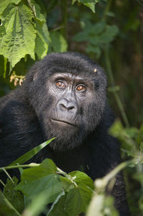 'Close-up of a Mountain gorilla (Gorilla beringei beringei)' von Panoramic Images