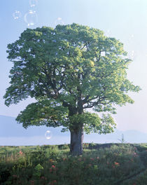 Single green tree standing in field with blue sky by Panoramic Images