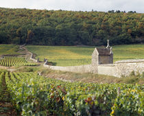 Stone wall dividing vineyards von Panoramic Images