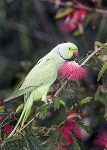 Close-up of a Rose-Ringed parakeet (Psittacula krameri) perching on a branch by Panoramic Images