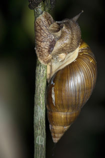 Giant African Land snail crawling on a twig, Kibale National Park, Uganda by Panoramic Images