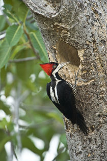 Crimson Crested woodpecker (Campephilus melanoleucos) by Panoramic Images