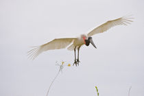 Jabiru stork (Jabiru mycteria) in flight by Panoramic Images