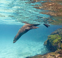 Galapagos sea lion (Zalophus wollebaeki) swimming underwater by Panoramic Images