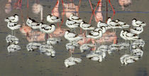 Reflection of avocets and flamingos in water by Panoramic Images