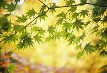 Leaves on a branch by Panoramic Images