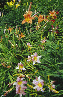 Day lilies blooming. von Panoramic Images