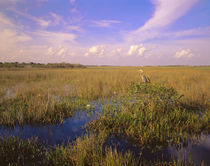 USA, Florida, Everglades National Park von Panoramic Images