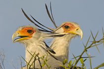 Close-up of two Secretary birds by Panoramic Images
