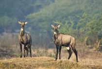 Two Nilgai (Boselaphus tragocamelus) standing in a forest by Panoramic Images