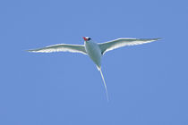 Red Billed tropicbird (Phaethon aethereus) flying in the sky von Panoramic Images