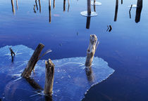 Ice On Pond Water by Panoramic Images