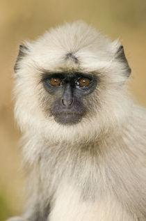 Close-up of a langur by Panoramic Images